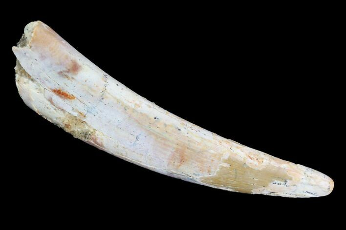 Pterosaur (Siroccopteryx) Tooth - Morocco #93162